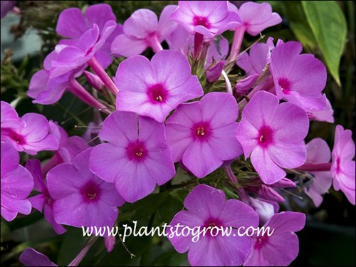 Garden Phlox Flame Pink